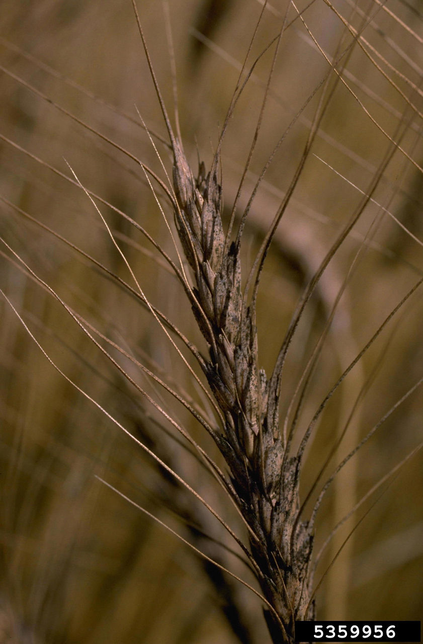  Late-season symptoms of Fusarium HB